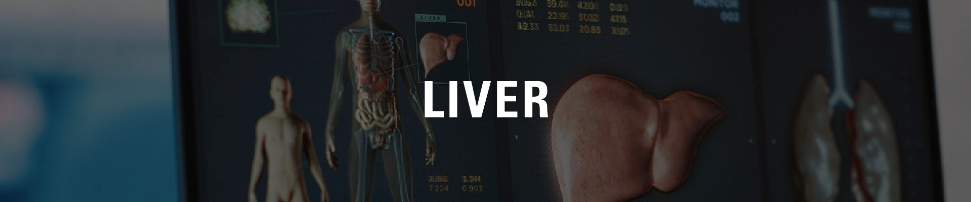 Liver