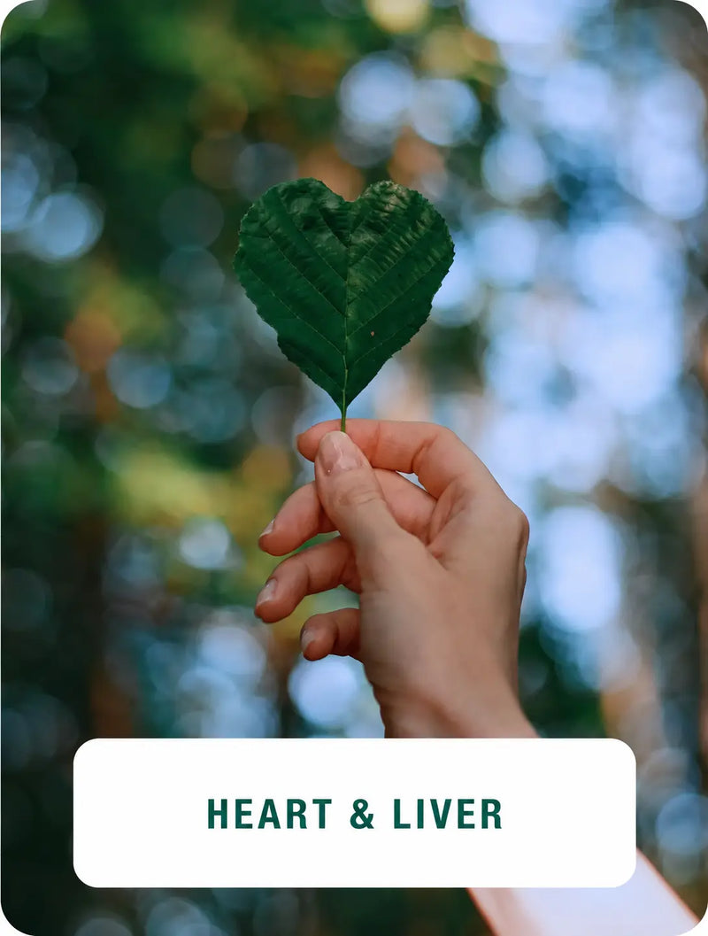 Heart & Liver
