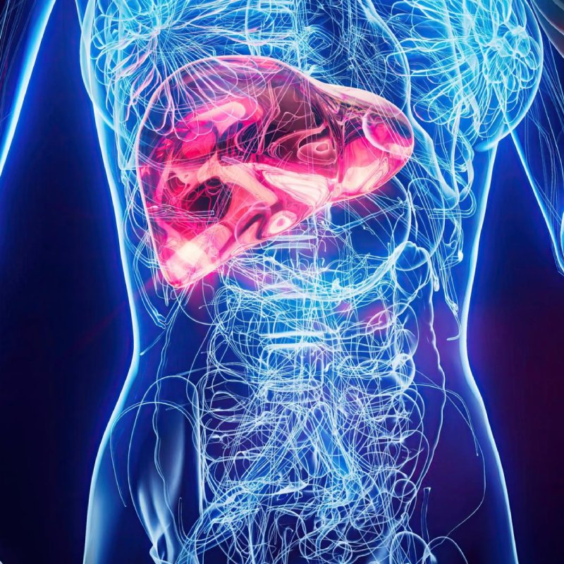 Liver